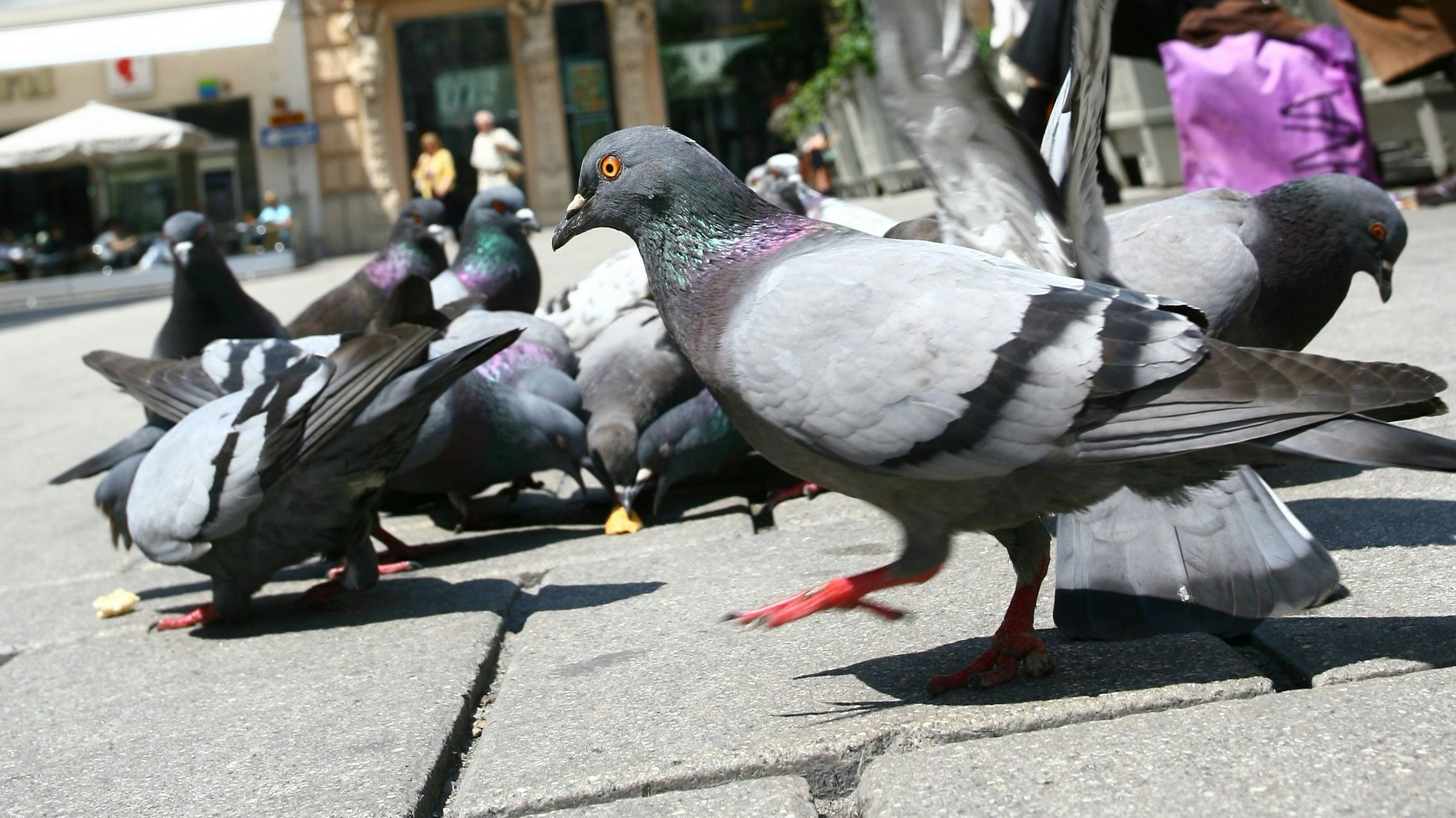 Tauben in der Wiener City.