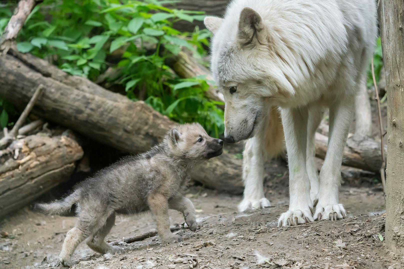 Die kleinen Wolfsbabys sind mittlerweile gut zu beobachten, weil sie sich nur noch zum Schlafen in die Höhle zurückziehen.