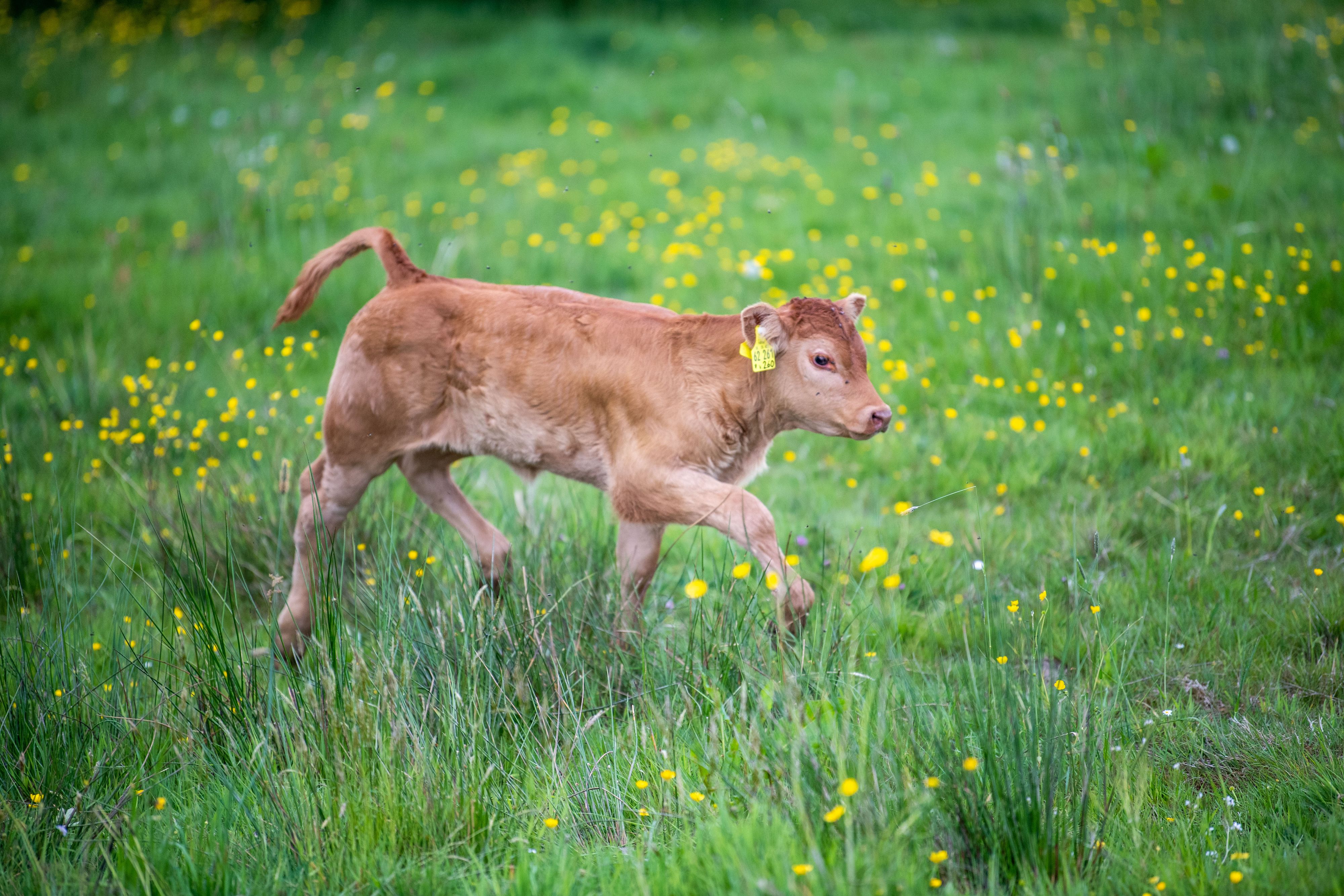 Das Kalb musste von der Feuerwehr gerettet werden. (Symbolbild)