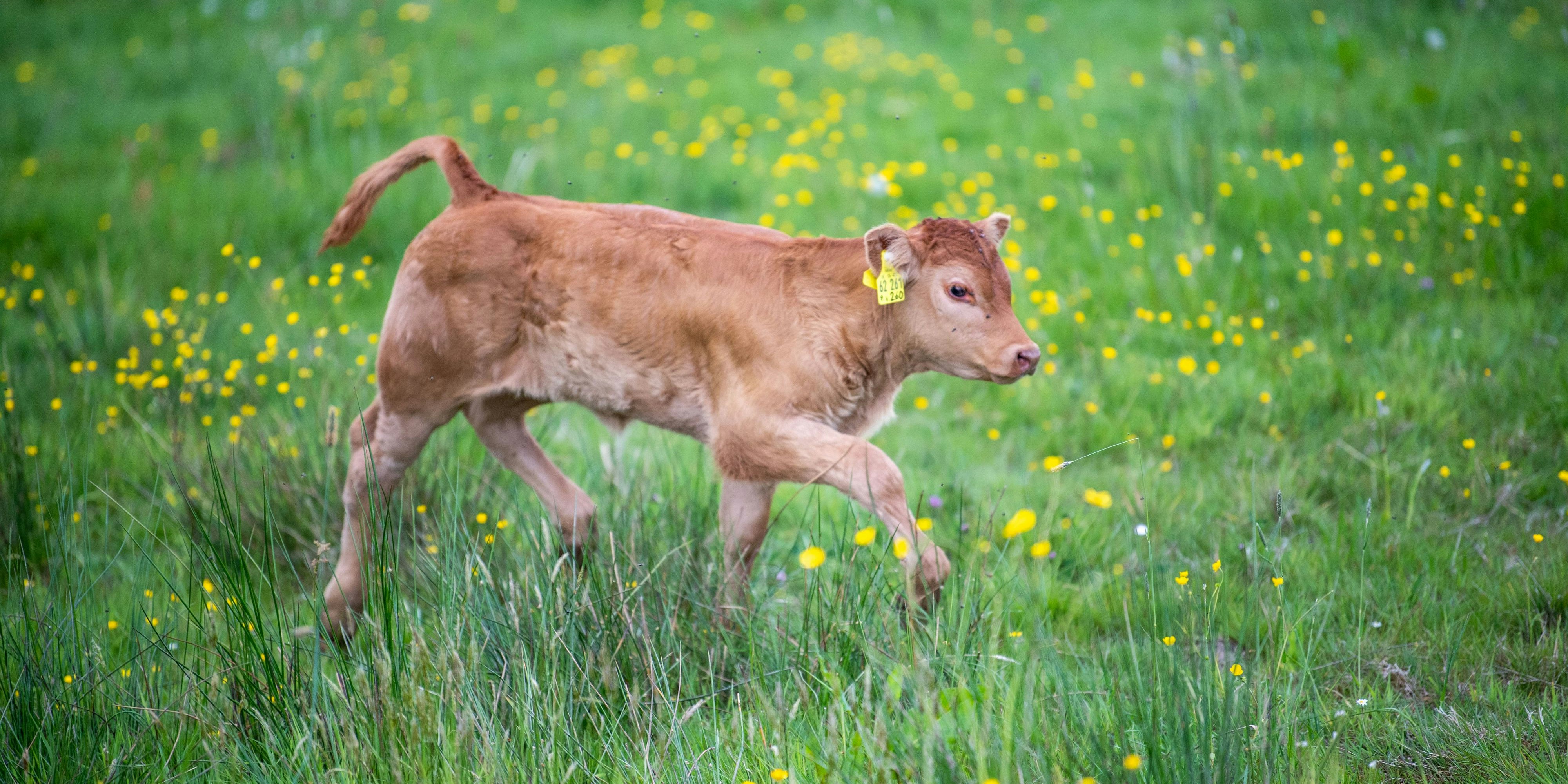 Das Kalb musste von der Feuerwehr gerettet werden.