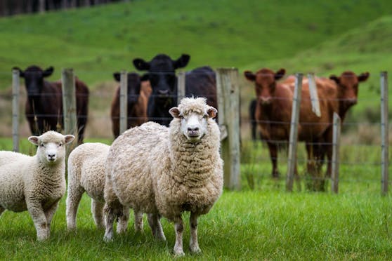Muh und Mäh: Kuh und Schaf rülpsen und furzen zu viel.&nbsp;