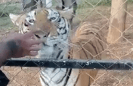 Der junge Mann hat sich selber dabei gefilmt, wie er den Tiger immer wieder streichelt.
