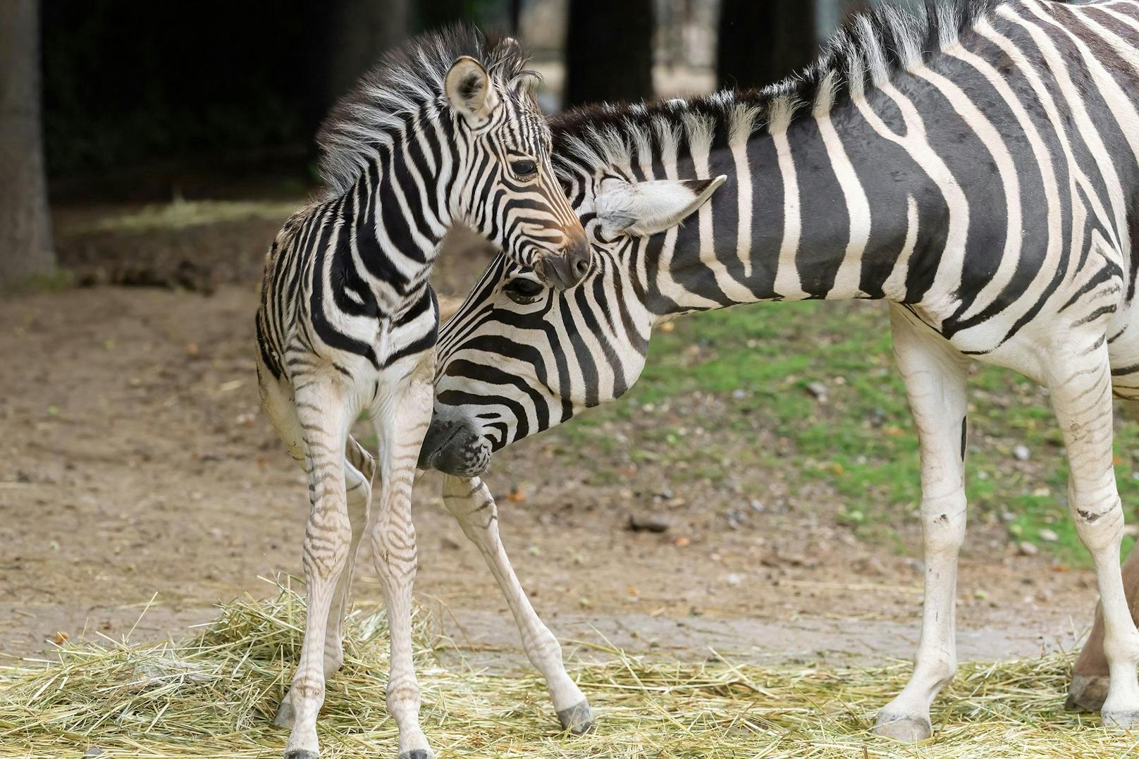 Anfang Juni ist im Tiergarten Schönbrunn ein kleiner Burchell-Zebra-Hengst zur Welt gekommen.