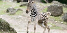 Herziges Zebra-Fohlen im Tiergarten Schönbrunn geboren