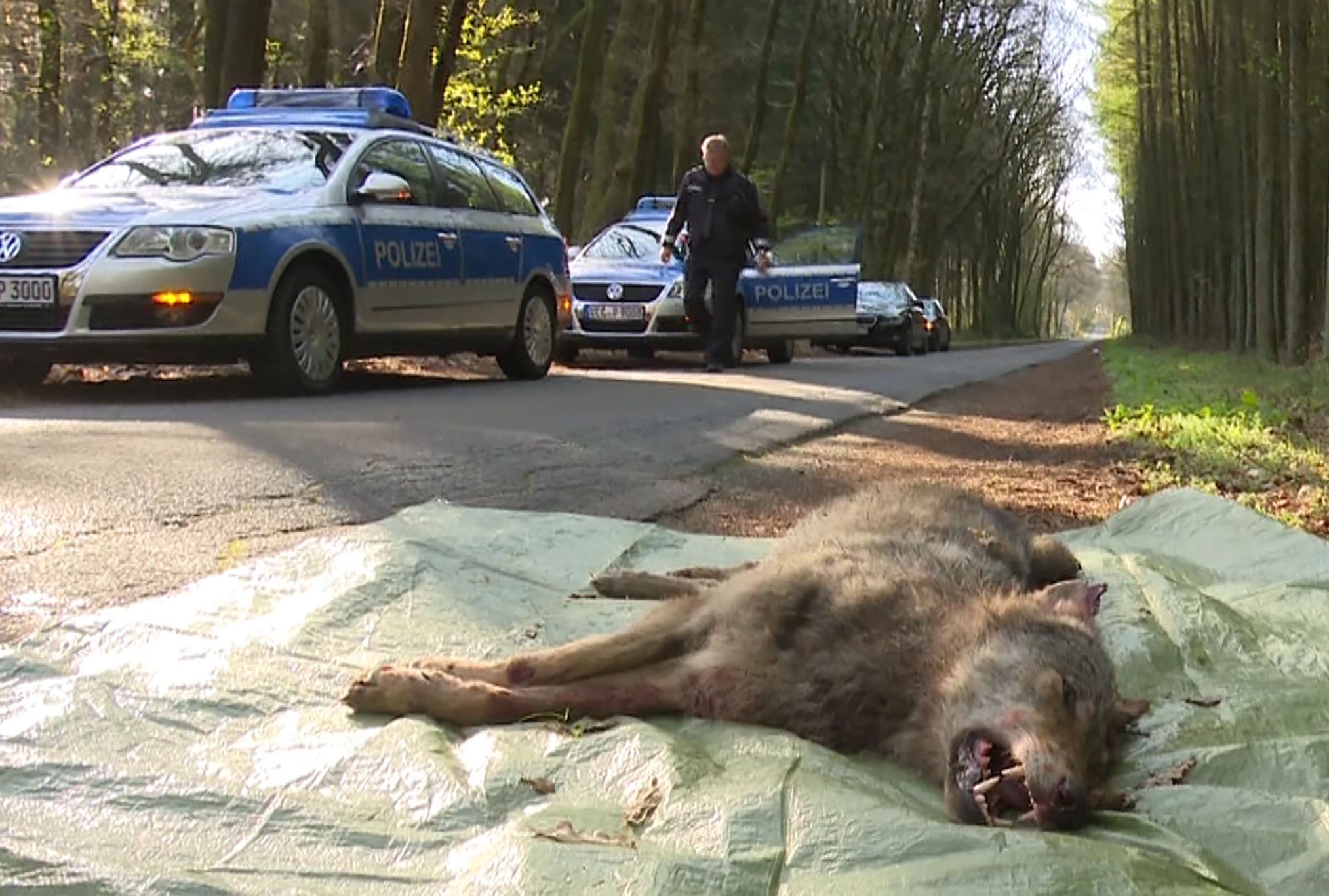 Streifenwagen der niedersächsischen Polizei in einem Wald.