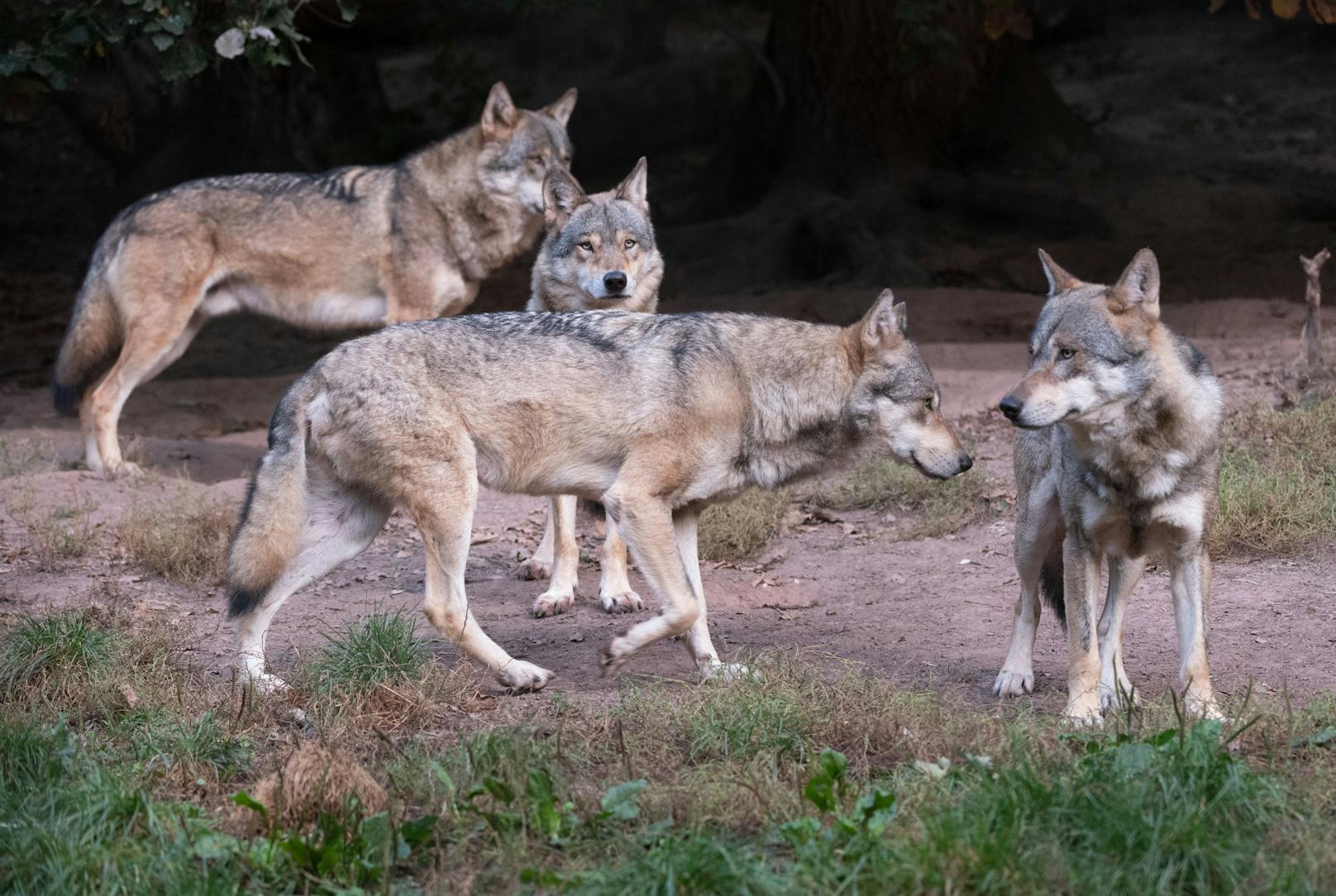 Ein Wolfsrudel in der Schweiz wurde einem Schutzhund zum Verhängnis.