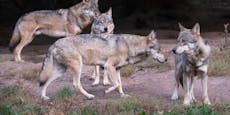 Schutzhündin stirbt nach Kampf mit Wölfen