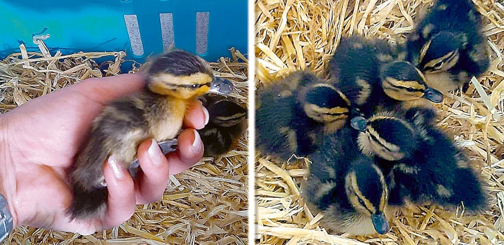 Die fünf Entenküken werden nun von der Tierrettung OÖ aufgepäppelt.