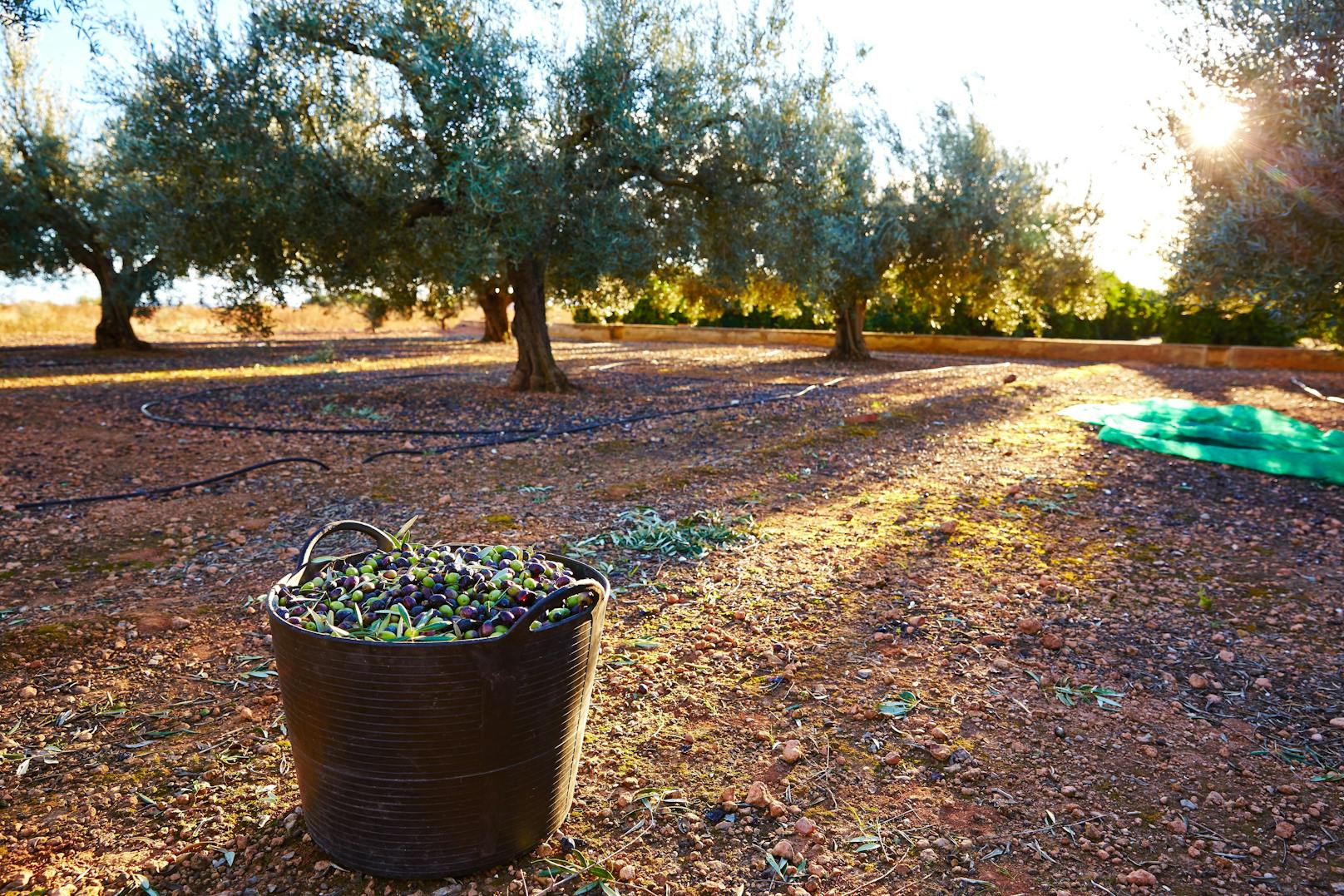 Olivenernte brachten Syrer rund 25.000 Euro netto im Jahr ein.