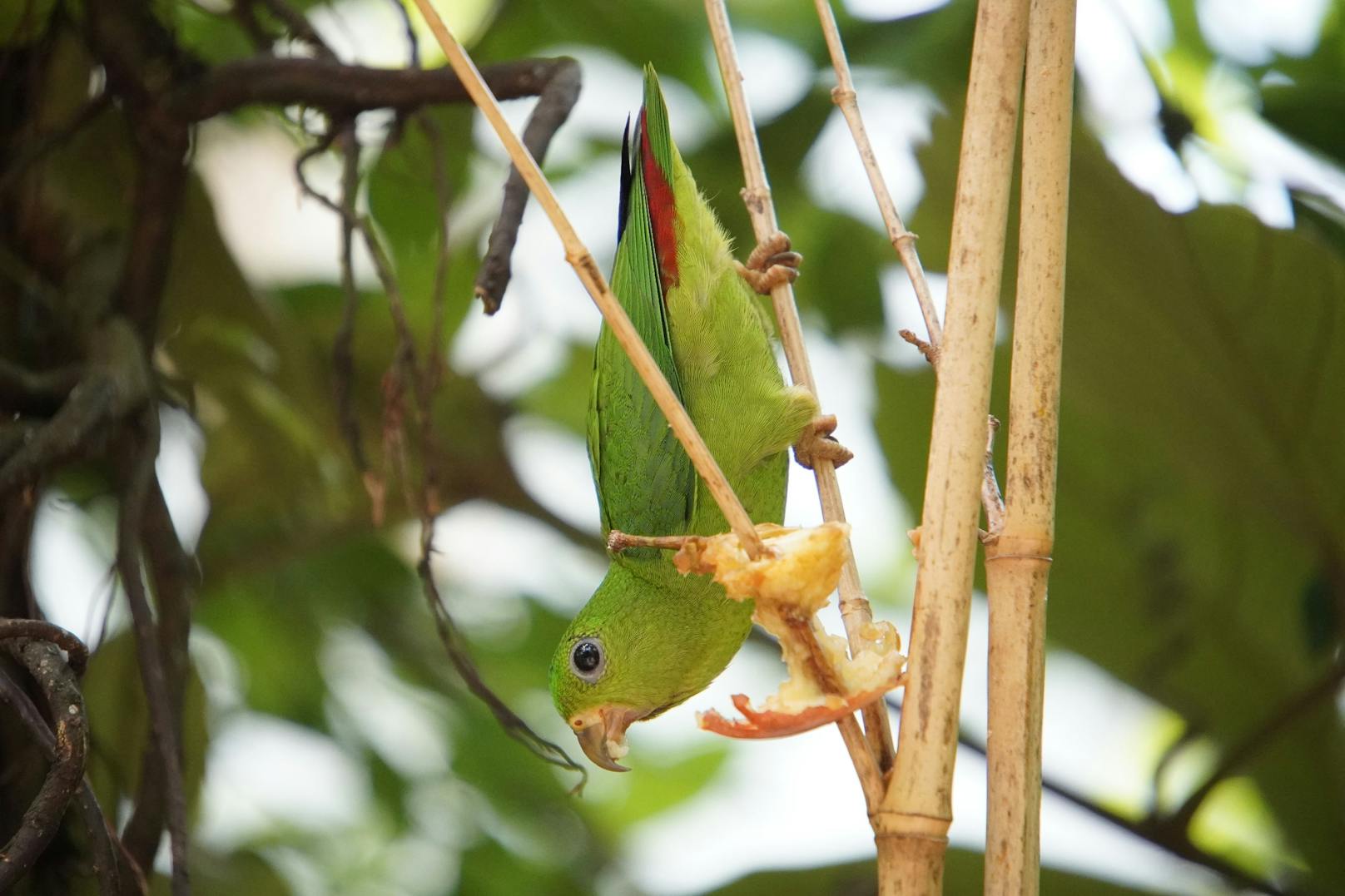 Ein Fruchtsalat direkt vom Baum bringt diesem kleinen Papagei etwas Abkühlung.