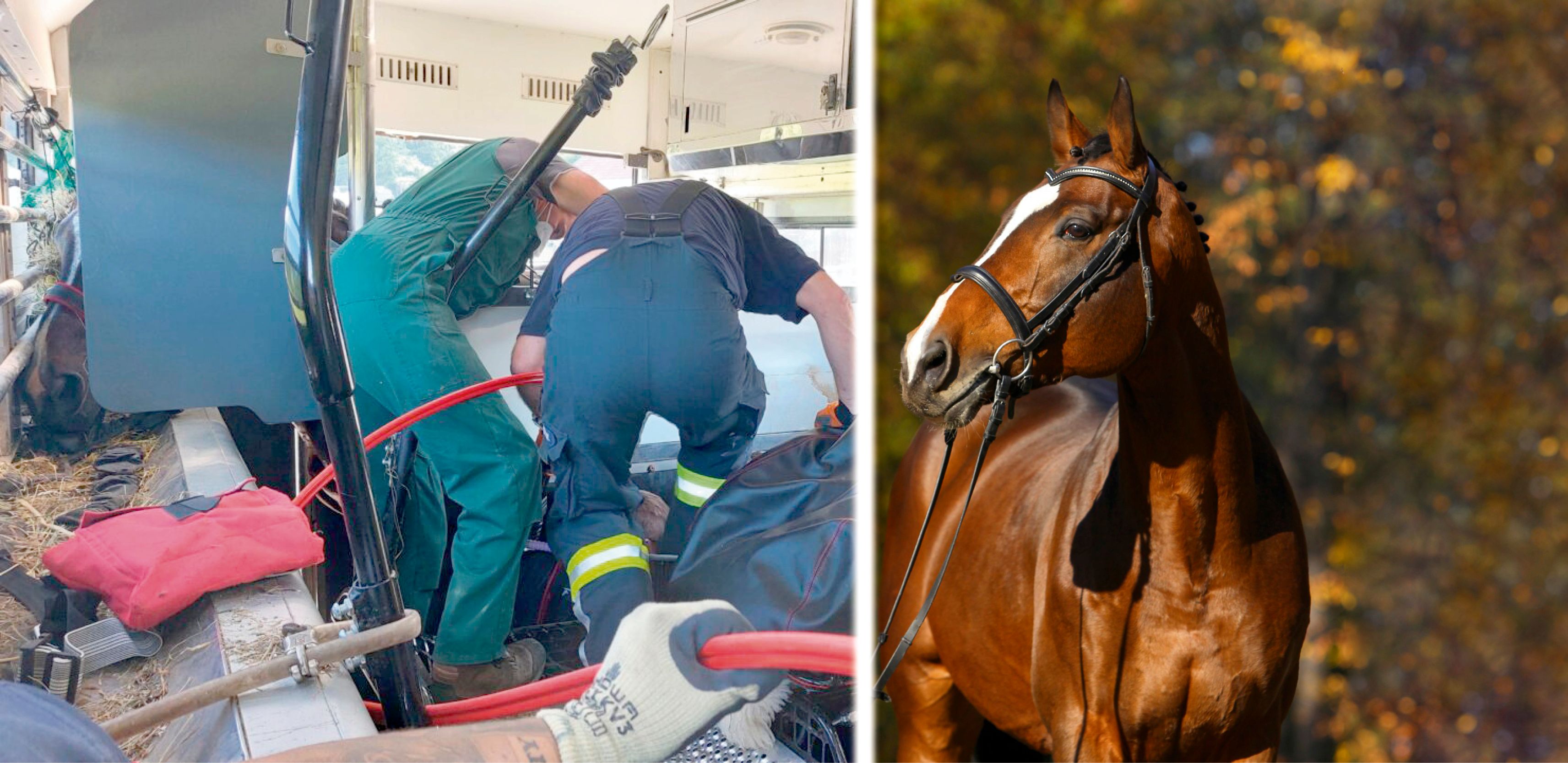 Die Feuerwehrleute retteten das teure Rennpferd nach dem Unfall.