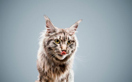 Maine Coon werden dreimal so groß wie Hauskatzen. (Symbolfoto)