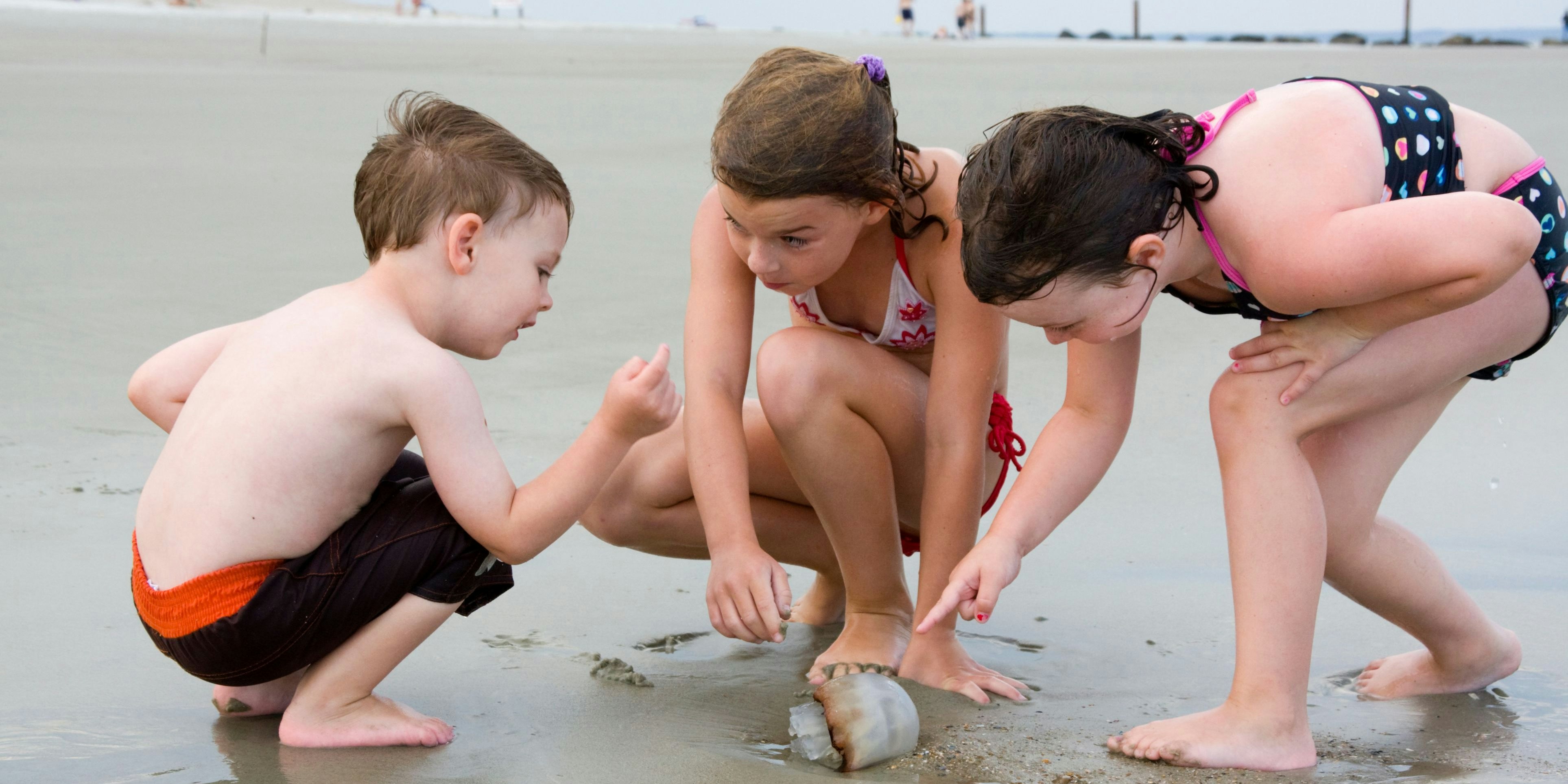 Derzeit ein häufiger Anblick: Quallen am Strand von Lignano (Symbolfoto)