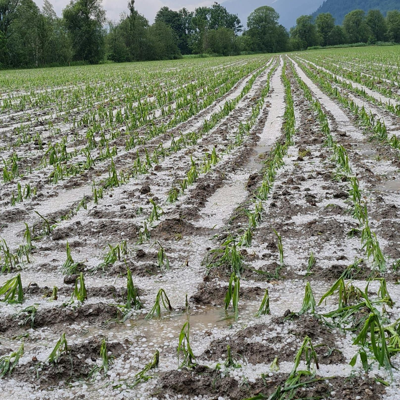 Ein durch Hagel zerstörtes Mais-Feld in Spittal an der Drau.