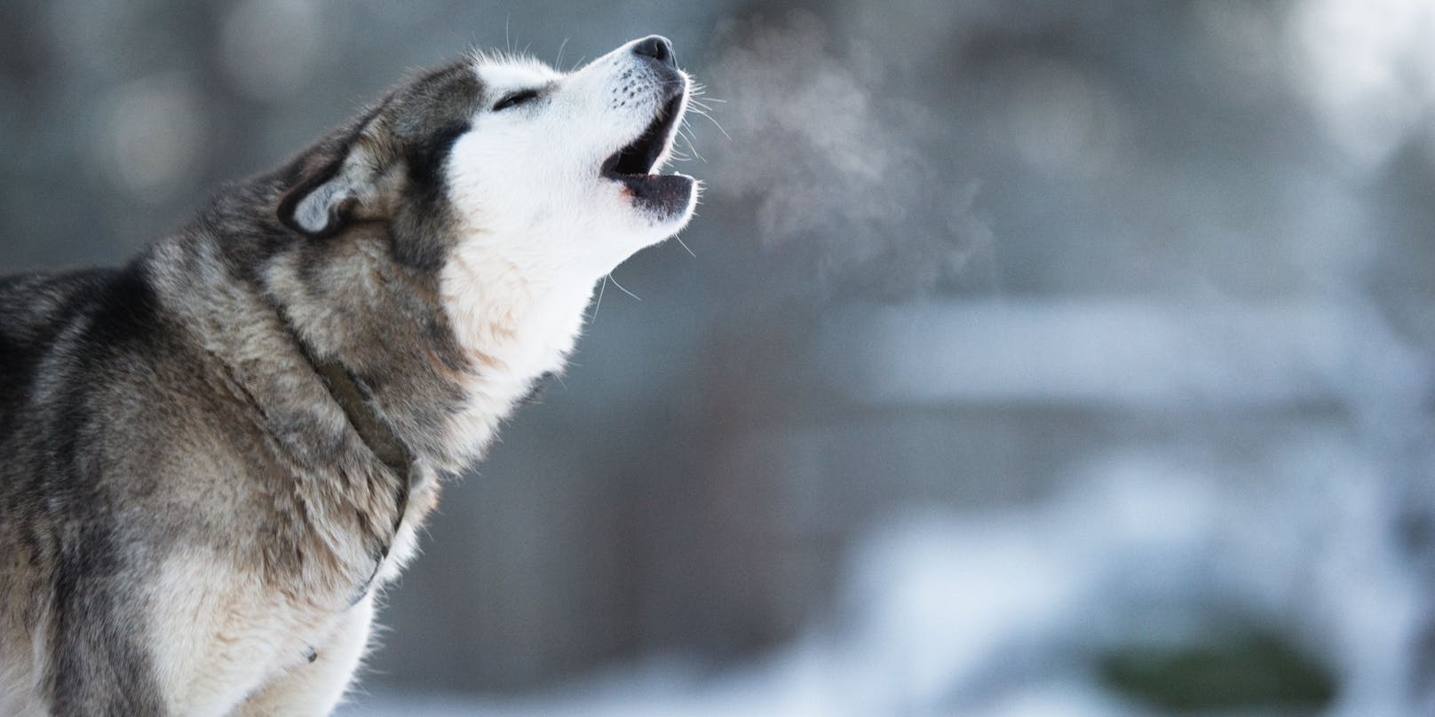 Erst lag der Verdacht nahe, es handele sich gar um einen Wolf.