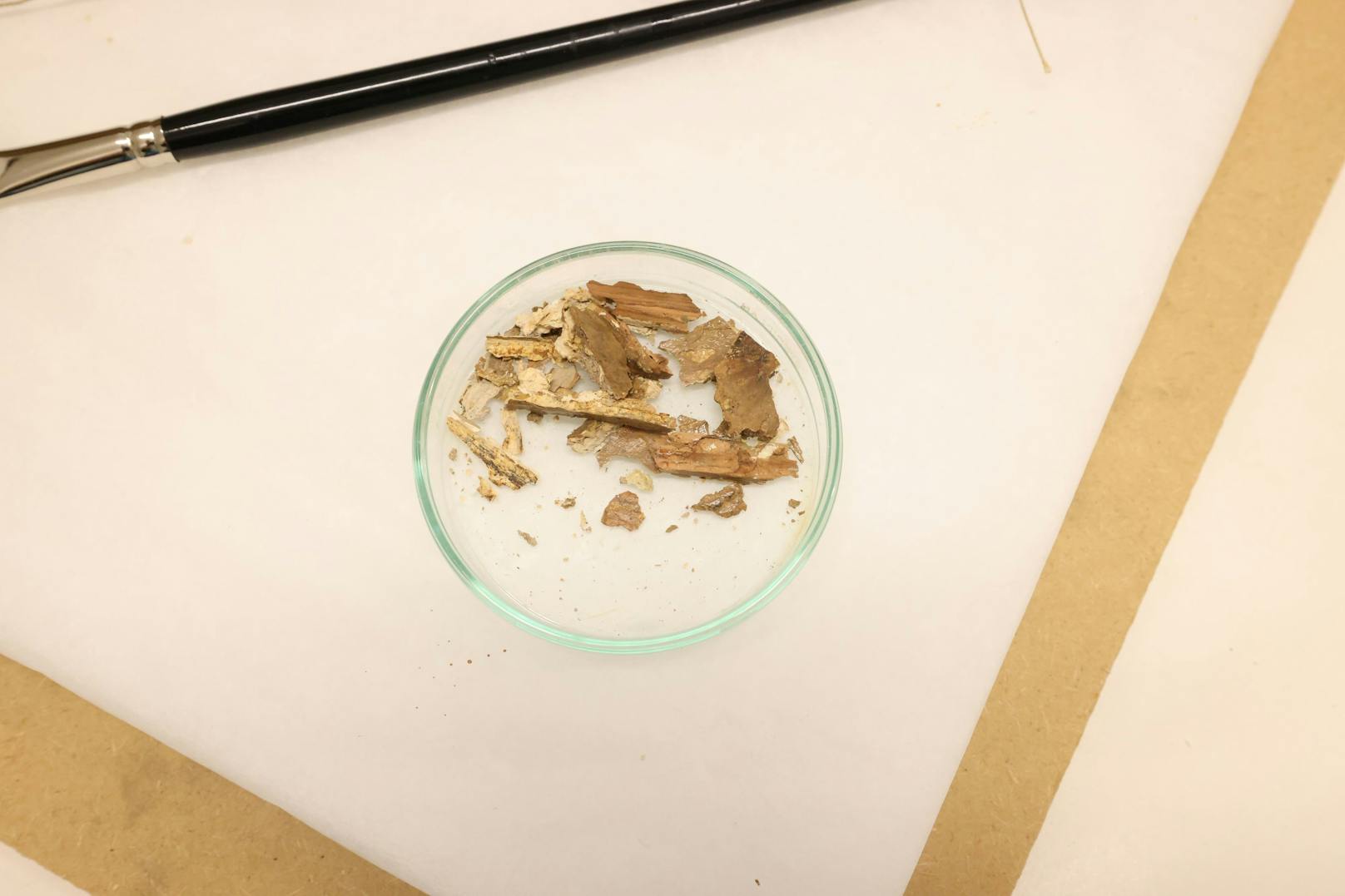 Studierende der Angewandten restaurieren derzeit einen Wollhaarmammut-Stoßzahn. Und wie man sieht, hat der Zahn der Zeit etwas daran genagt…