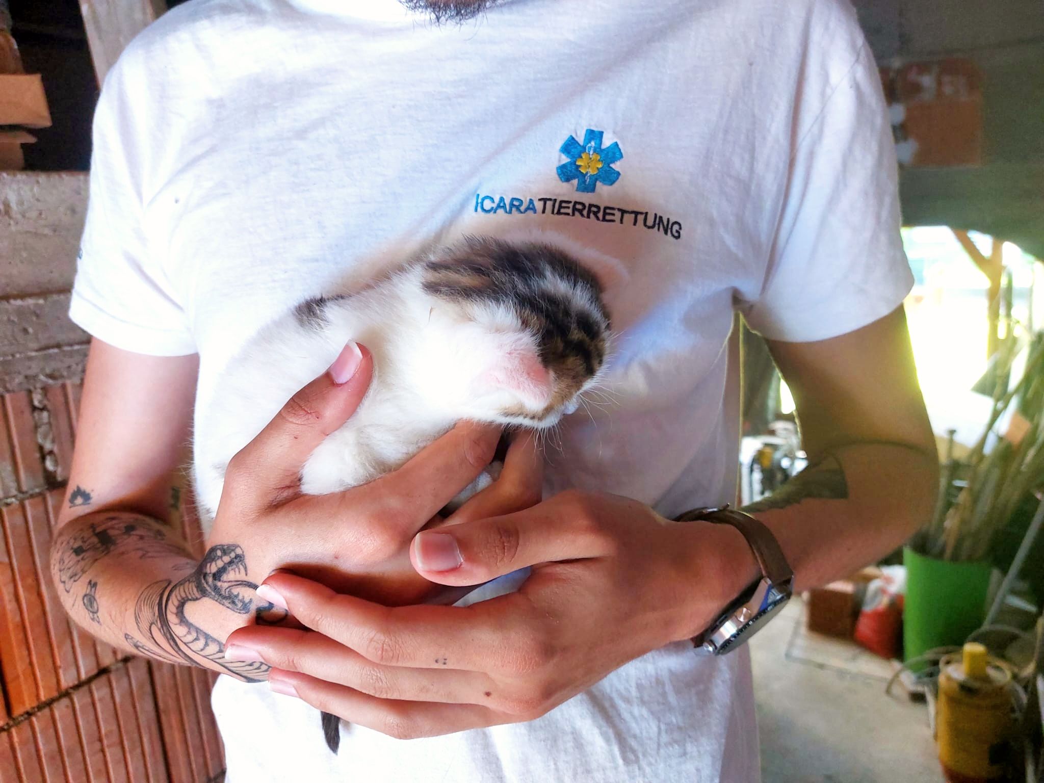 Die "Icara"-Tierrettung barg das Katzenbaby.