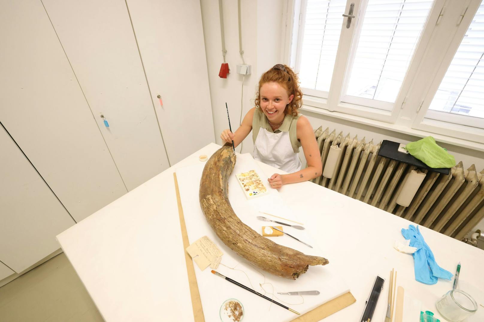 Studierende machen einen Mammut-Stoßzahn aus der Eiszeit zum Vorzeige-Objekt. Zu sehen ist das Stück Geschichte in der kommenden Dauerausstellung des Wien Museums.