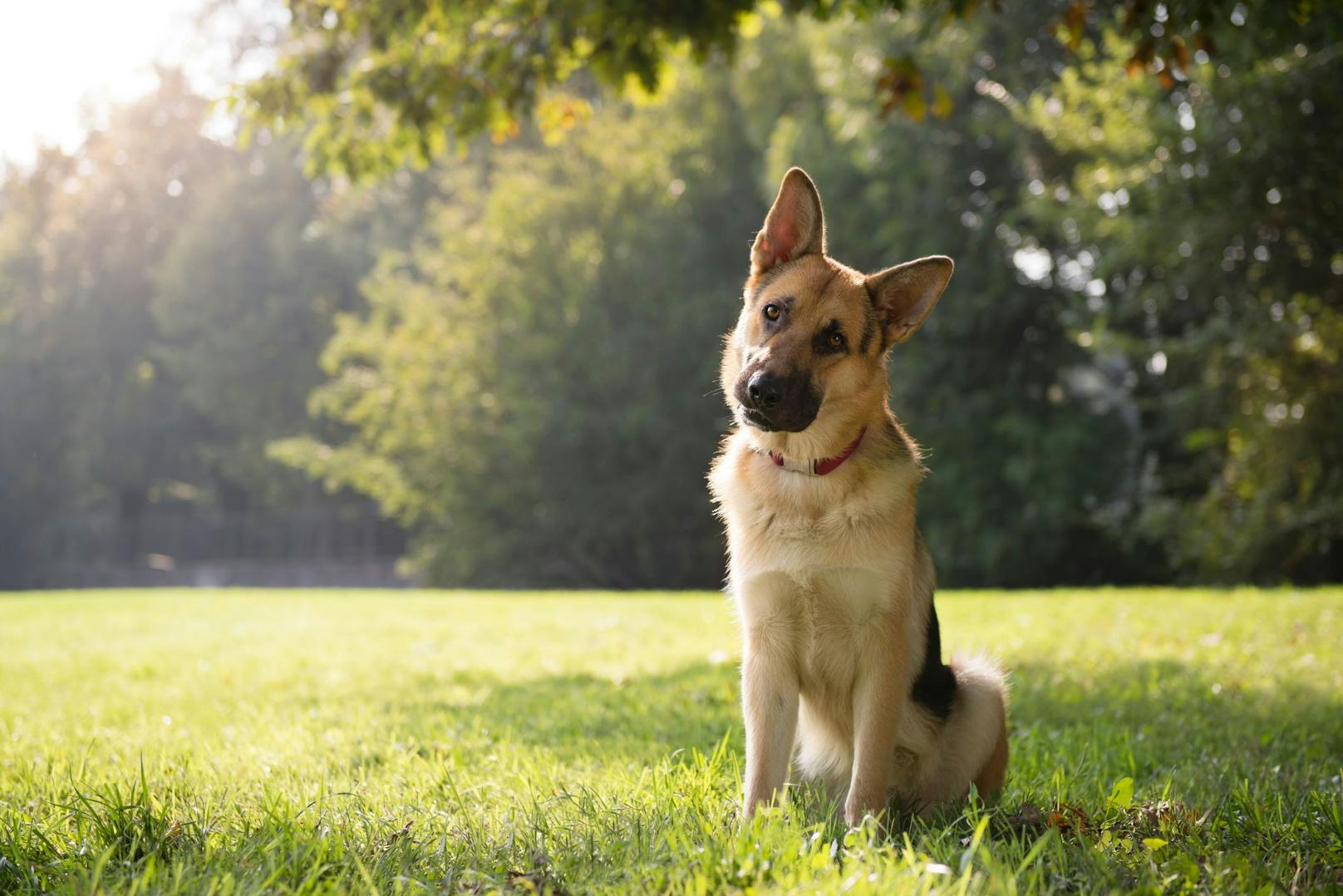 Auch der Schäferhund kommt bei der Hundesitterin nicht gut weg. Sie meint, diese Hunderasse sei überängstlich. Komisch, oder? 