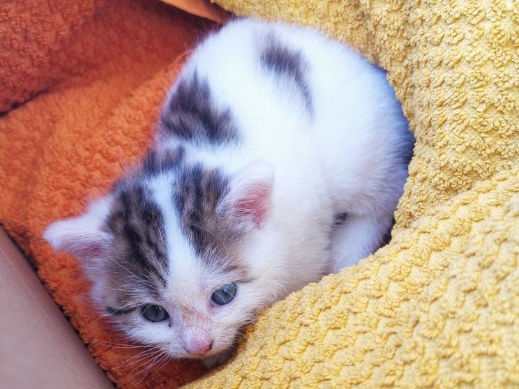 Das Kätzchen ist erst drei Wochen alt.