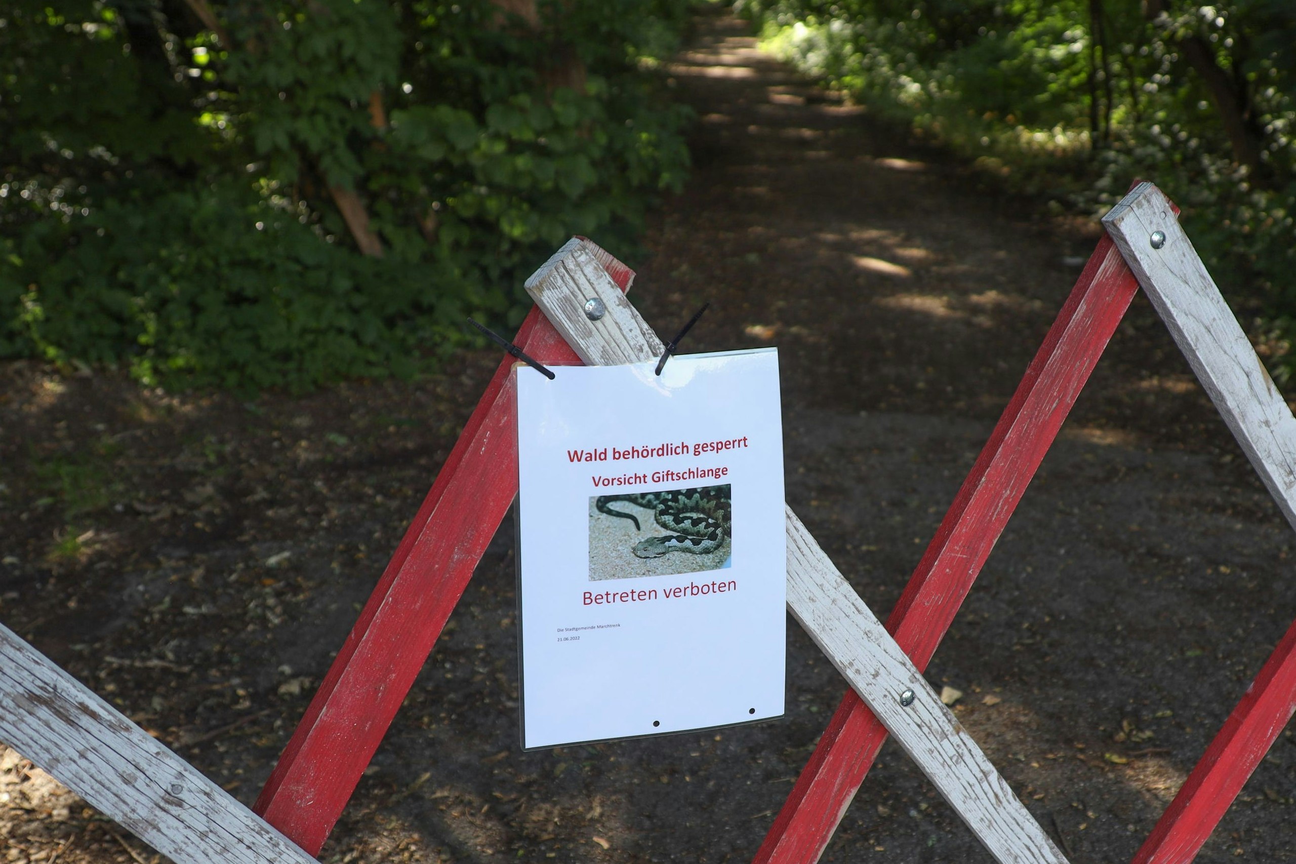 Angeblich wurde eine Hornviper gesichtet.