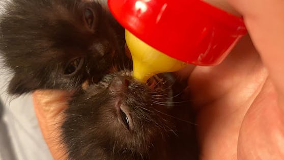 Die Katzenbabys "Minka" und "Blacky" müssen - wie viele andere - mit dem Fläschchen großgezogen werden.