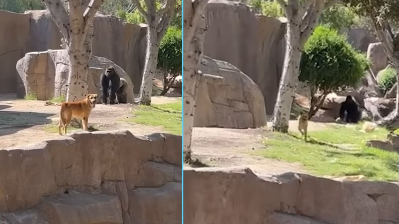 Die Besucher in einem Zoo in San Diego (USA, Kalifornien) sind schockiert: Plötzlich steht ein Hund im Gorilla-Gehege. 