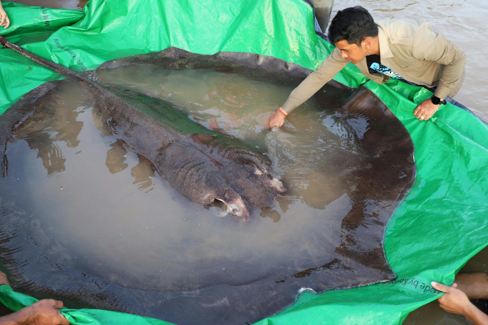 Ein Fischer aus Kambodscha fing den bisher größten, registrierten Süsswasserfisch der Welt.&nbsp; 