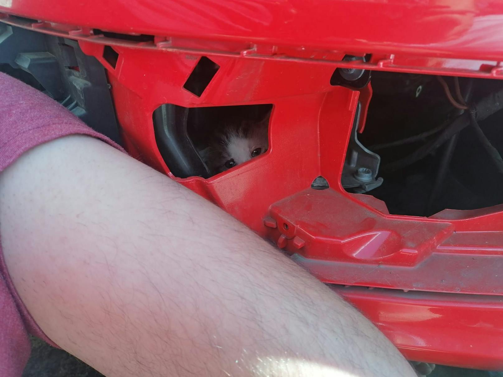 Das Babykatzerl war im Motorraum des VW versteckt.