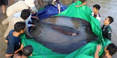 Sensation: Der größte Süsswasserfisch wiegt 300 Kilo