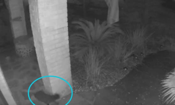 Hier sieht man noch eine dunkle Katze, doch nur ein paar Sekunden später ist sie plötzlich verschwunden.