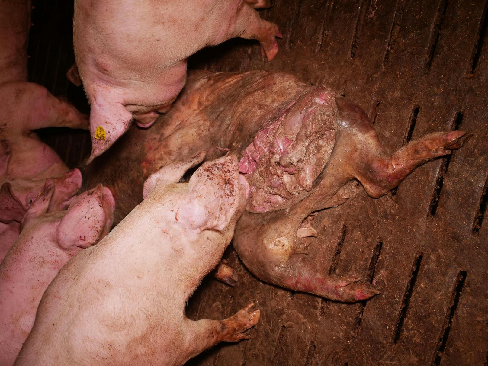 Im Schweinestall herrschen den Bilder zufolge erschreckende Zustände.