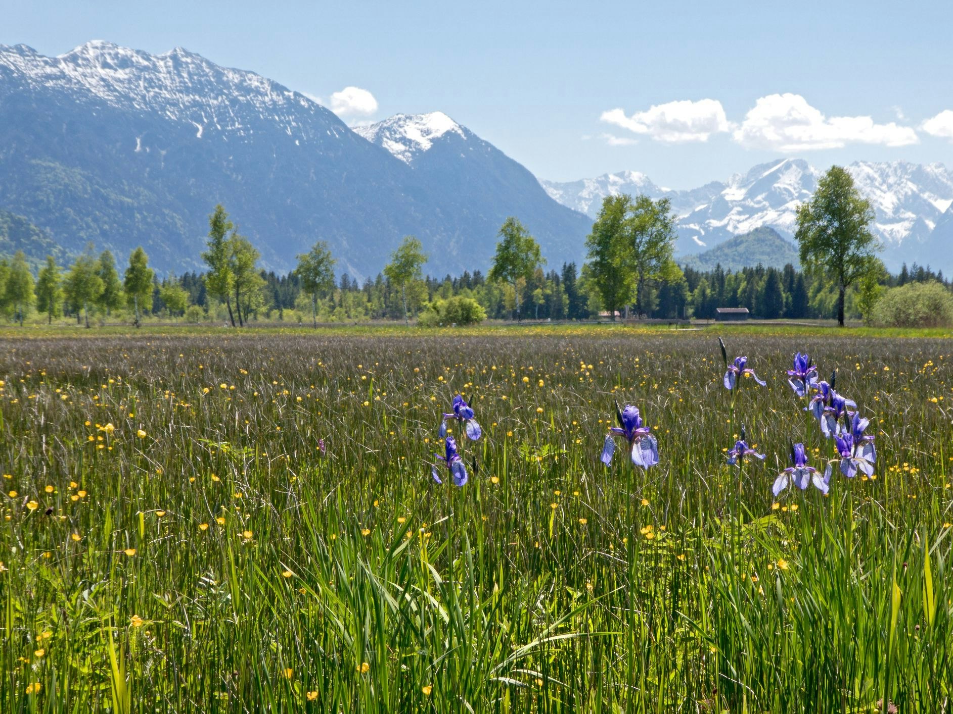 the murnau moor is the largest living moor in central europe. the protected area lies north of garmisch-partenkirchen , southern bavaria, and the lake "staffelsee". many rare and protected species of plants and insects live there. in the background the bavarian mountains.it is hard to escape the magic of this natural jewel.