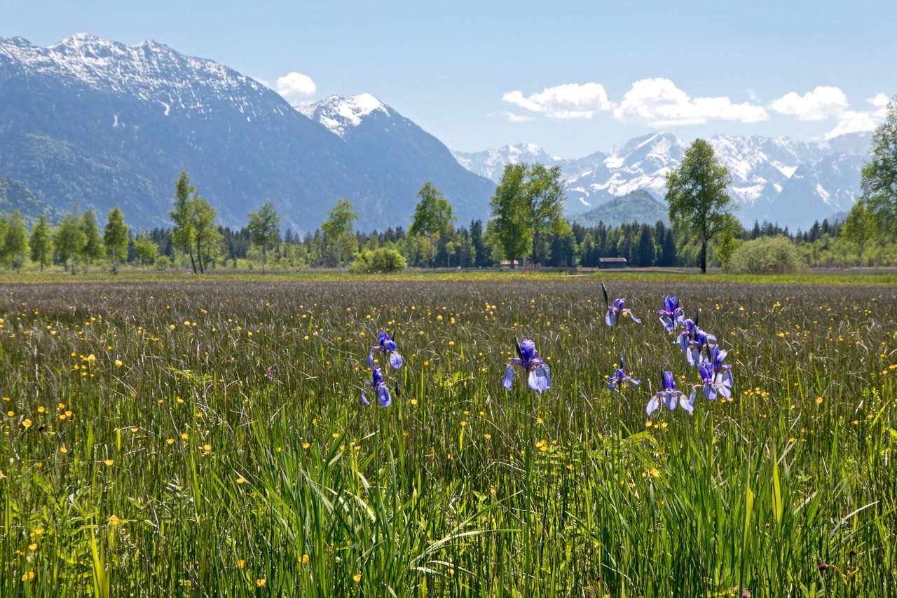 Heute.at - EU-Kommission will Natur vor dem Kollaps retten
