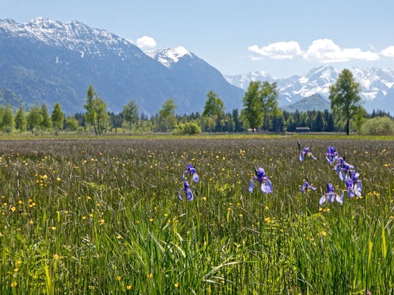 Das Murnauer Moor ist das größte lebende Moor Mitteleuropas. Das Schutzgebiet liegt nördlich von Garmisch-Partenkirchen und dem Staffelsee in Südbayern.