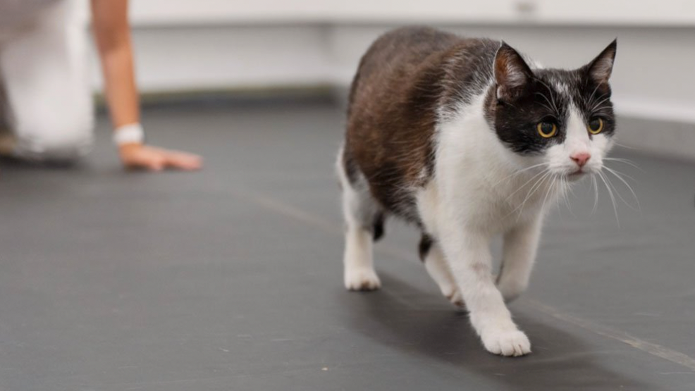 Liebevolle Betreuung für die Vierbeiner in der VetmedUni