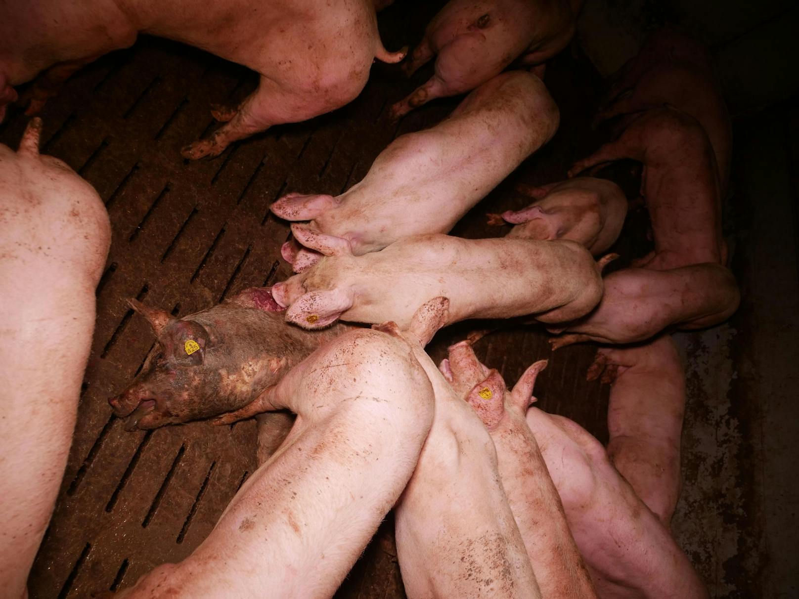 Im Schweinestall herrschen den Bilder zufolge erschreckende Zustände.