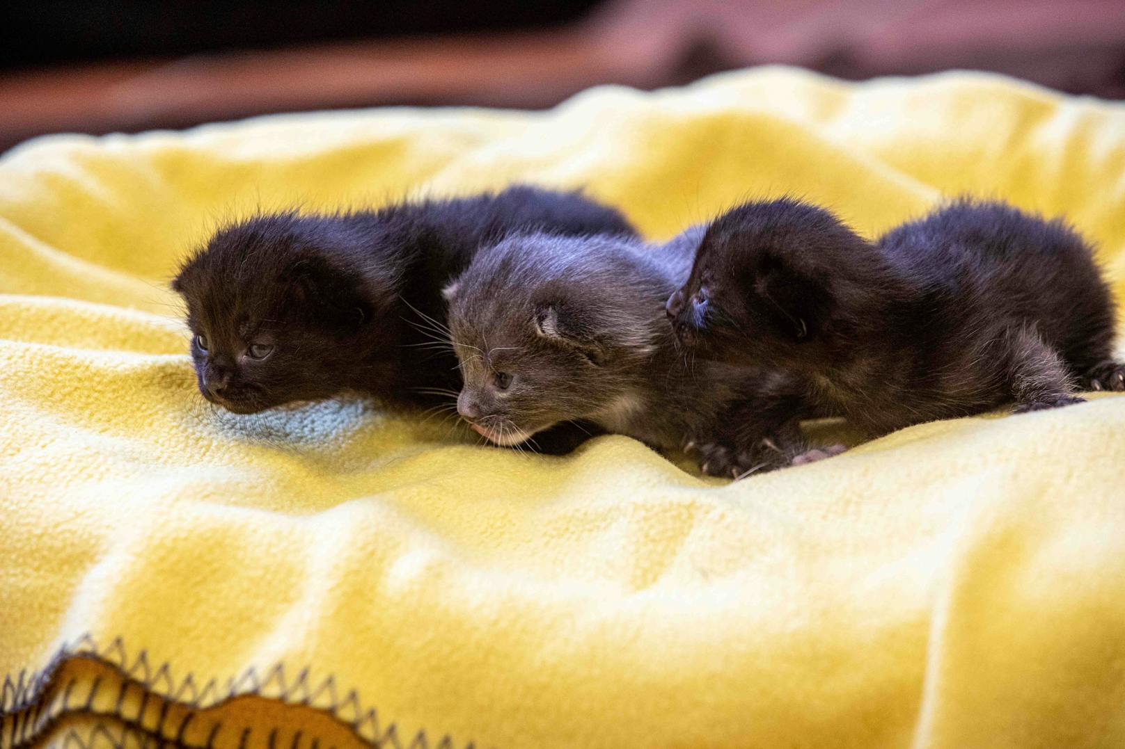 Drei entzückende Katzenbabys erblickten das Licht der Welt und suchen nun nach einem liebevollen Zuhause. 