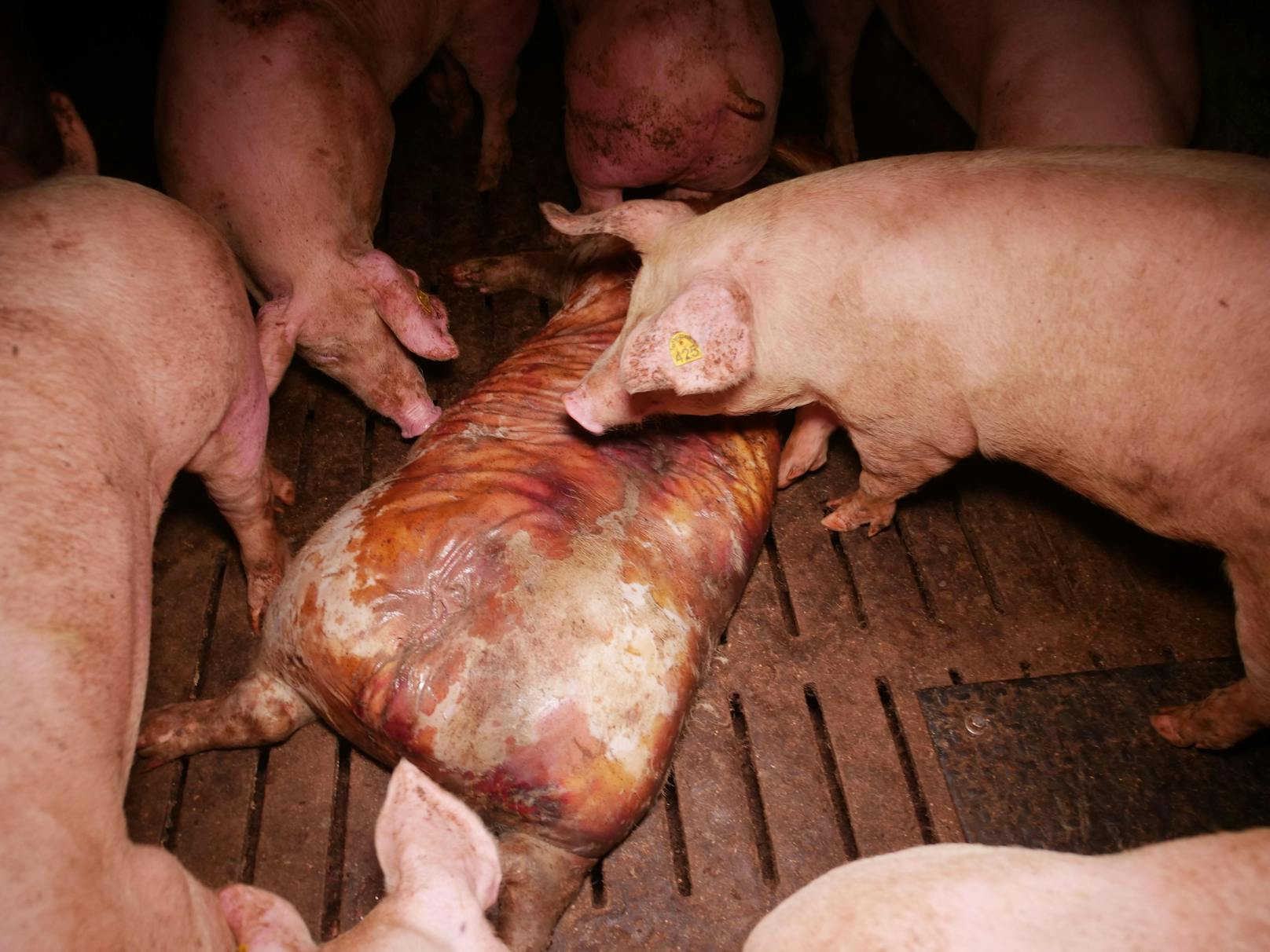 Im Schweinestall herrschen den Bilder zufolge erschreckende Zustände.