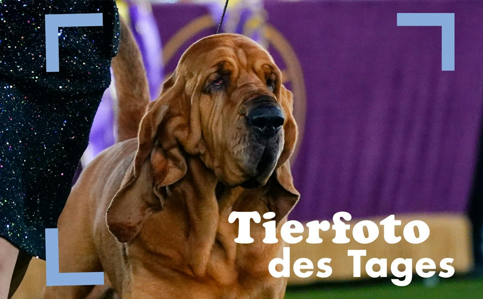 Bei der ältesten Hundeshow der Welt - der Westminster Kennel Club Dog Show - konnte heuer der Bloodhound "Trumpet" den begehrten Titel "Best of Show" mit nach Hause nehmen.