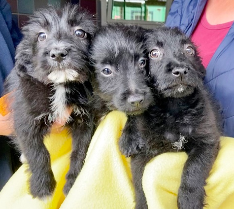 Die drei süßen Hundwelpen suchen ein neues Zuhause.