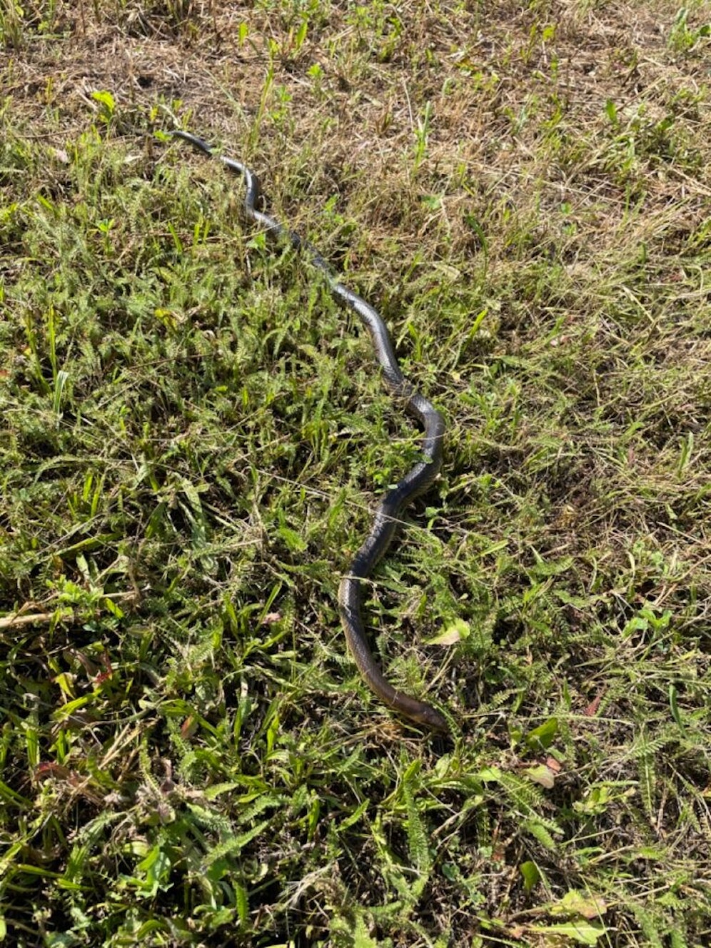 Die Feuerwehr St. Pölten-Wagram holte das Tier aus der Gartenhütte.