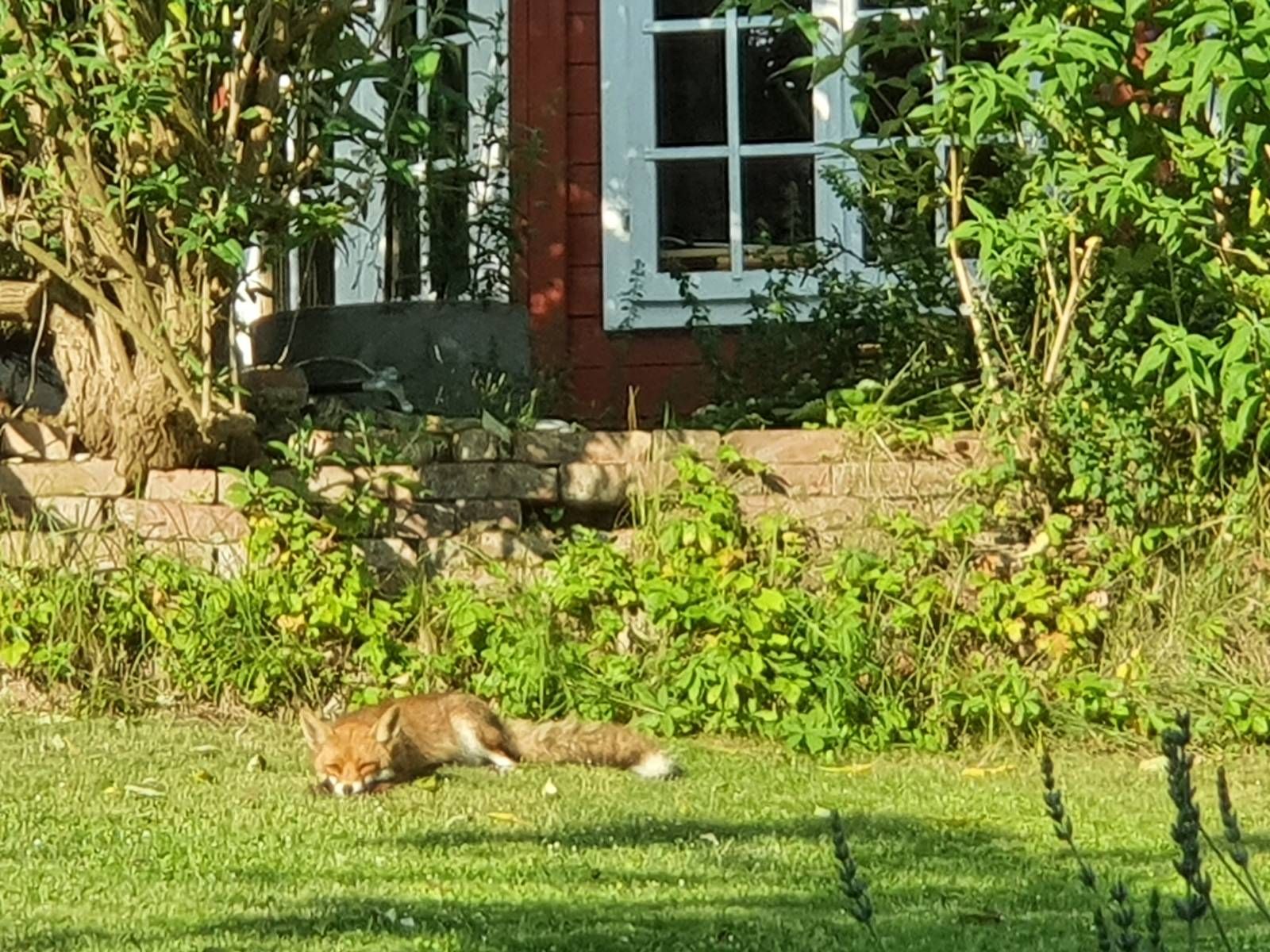 Ein Rotfuchs fand am Freitag ein ganz besonderes Plätzchen.&nbsp;