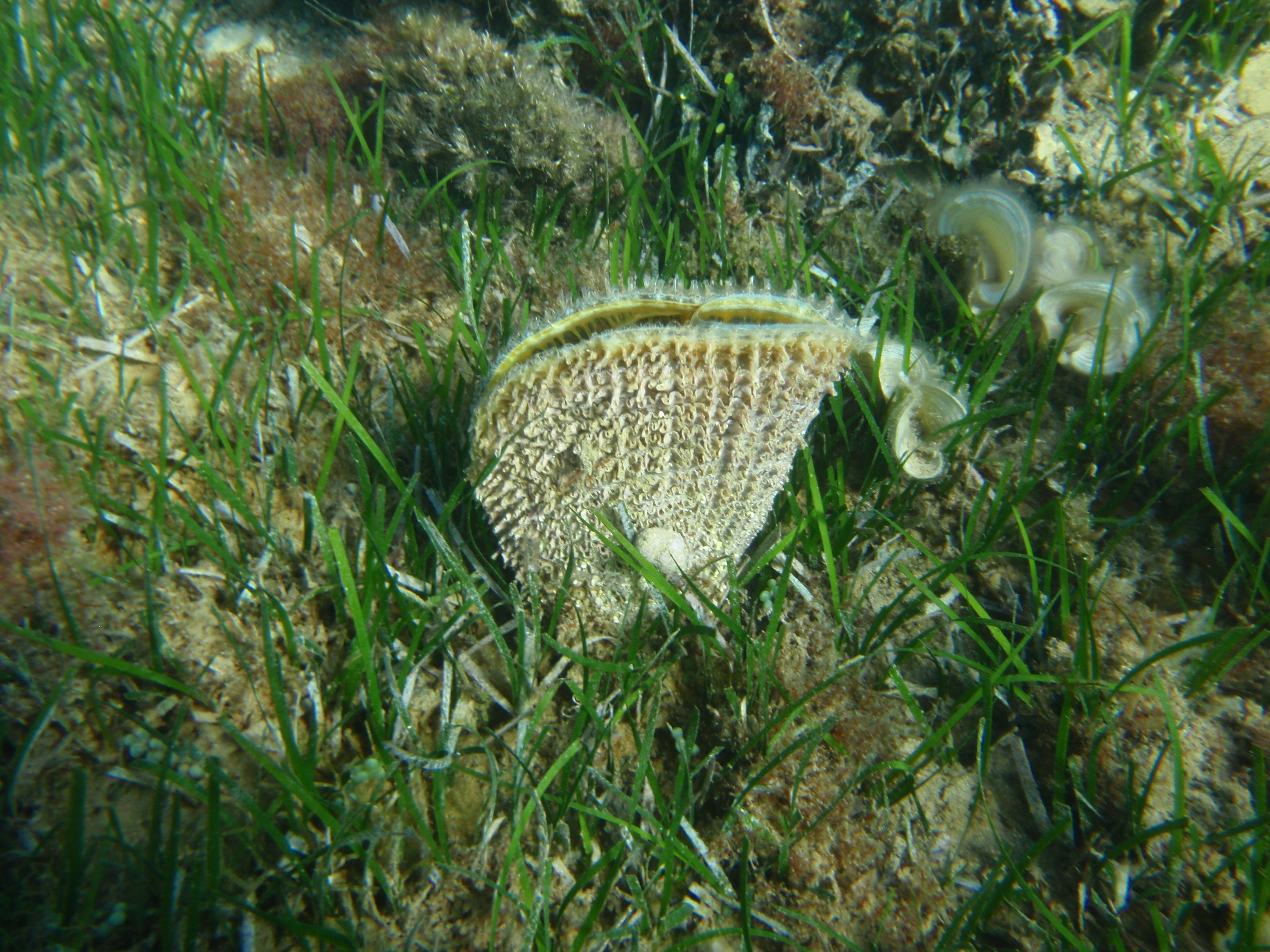 Die Edle Steckmuschel (Pinna nobilis) ist vom Aussterben bedroht.