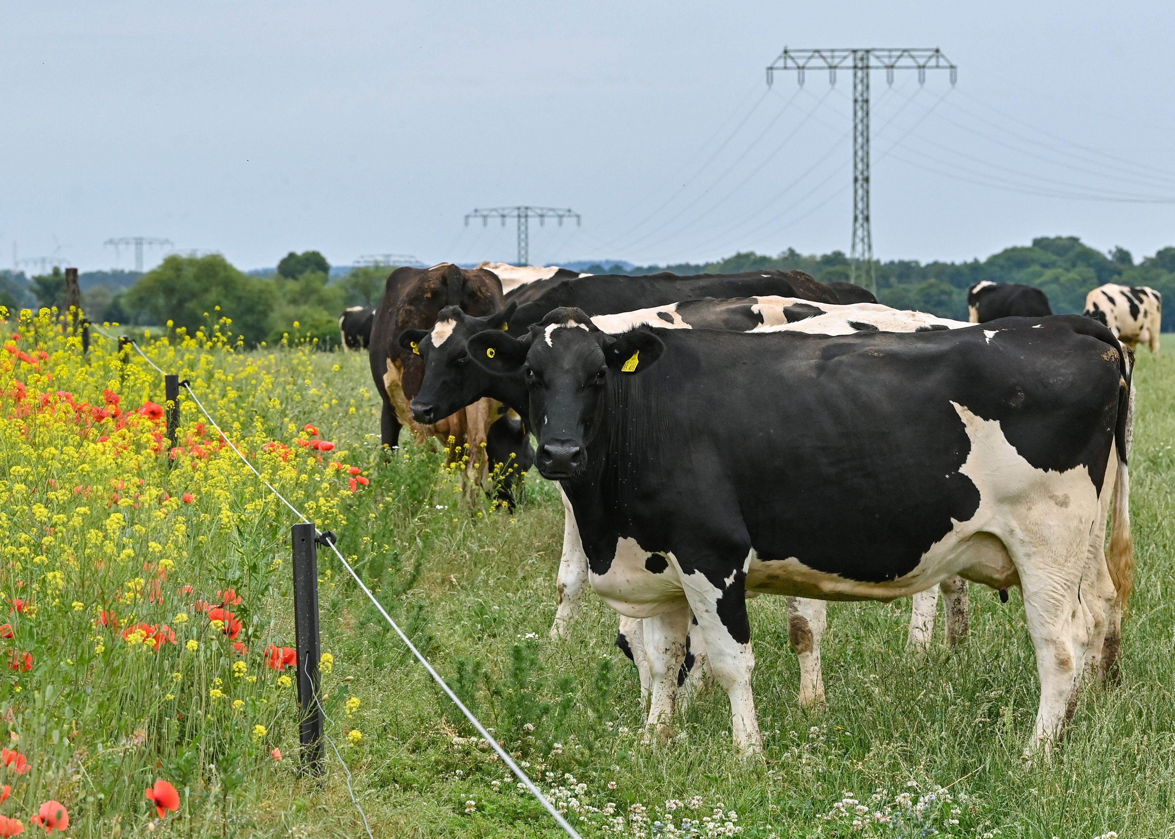 Download von www.picturedesk.com am 25.06.2022 (08:40).  11 June 2022, Brandenburg, Angermünde: Dairy cows stand in a pasture belonging to Hemme Milch GmbH & Co. KG at the opening of the 27th Brandenburg Landpartie. During the two-day event this weekend, visitors can visit farms and agricultural enterprises, market gardens, fisheries, forestry operations and rural cultural institutions in all regions of Brandenburg. For more than a quarter of a century, the pro agro association has organized the Landpartie, the largest information event in rural areas. The milk processing and marketing company Hemme Milch processes around 12 million kilograms of milk annually - 60 percent of which comes from its own cows. In addition to milk and yogurts (including Brandenburg blueberries), Gunnar Hemme's company also markets iced coffee, butter, quark and cream via food retailers, door-to-door delivery and its own dairy store. Photo: Patrick Pleul/dpa - 20220611_PD1606 - Rechteinfo: Rights Managed (RM)