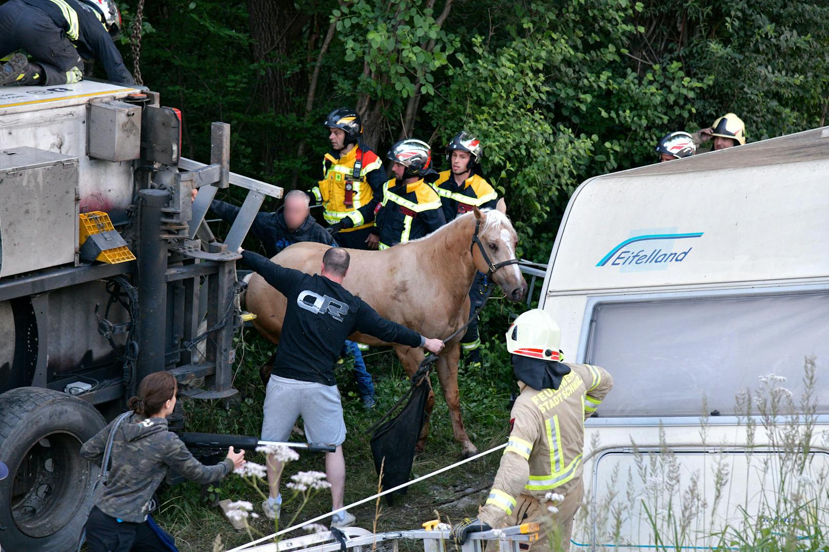 Die Pferde wurden durch den Unfall leicht verletzt und konnten in umliegenden Pferdeställen untergebracht werden. 