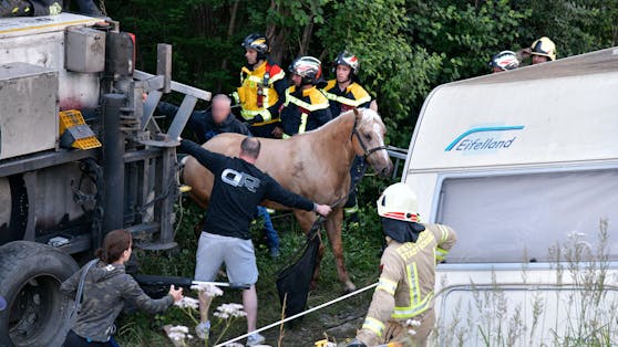 Die Pferde wurden durch den Unfall leicht verletzt.