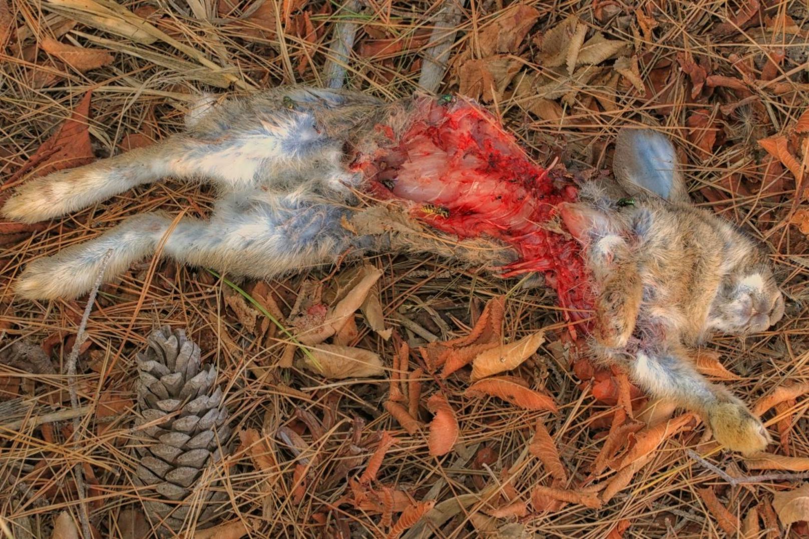 Die Tiere wurden getötet und an einen Baum genagelt.