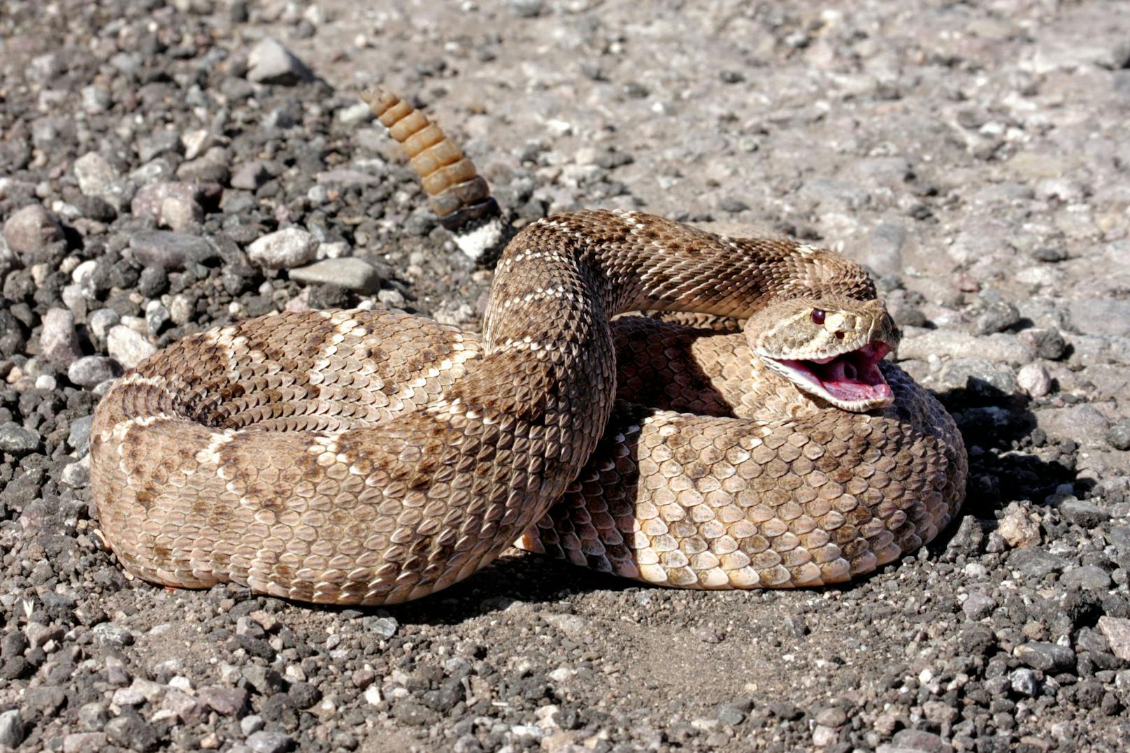 Klapperschlangen kommen in freier Wildbahn nur auf dem amerikanischen Kontinent vor. 