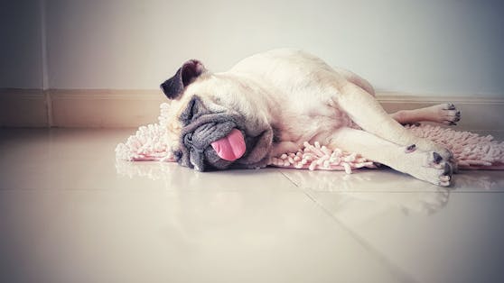 Nicht nur Hunde leiden unter den hohen Sommertemperaturen - auch andere Haustiere muss man schützen.
